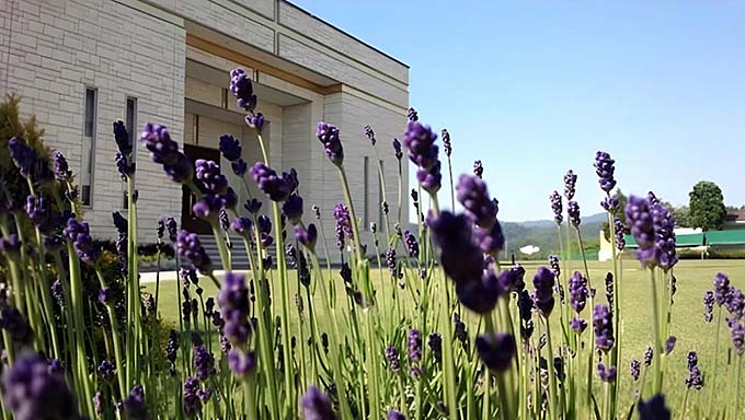 小野小町温泉 セントラーレホテル京丹後 ラベンダー画像